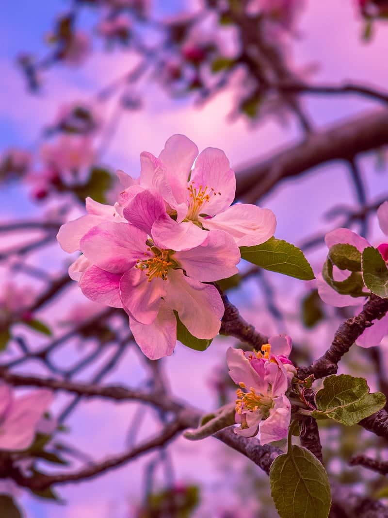 Chernyakhovsk Spring Blossoms - Image 1
