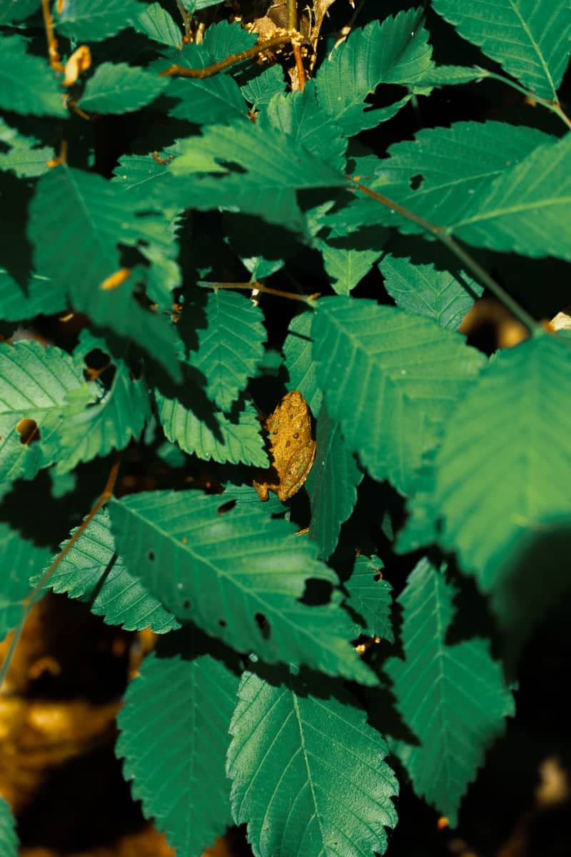 Volunteer Road Nature Trail - Image 1