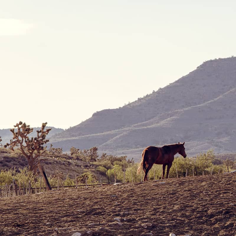Grand Canyon Western Ranch - Image 4