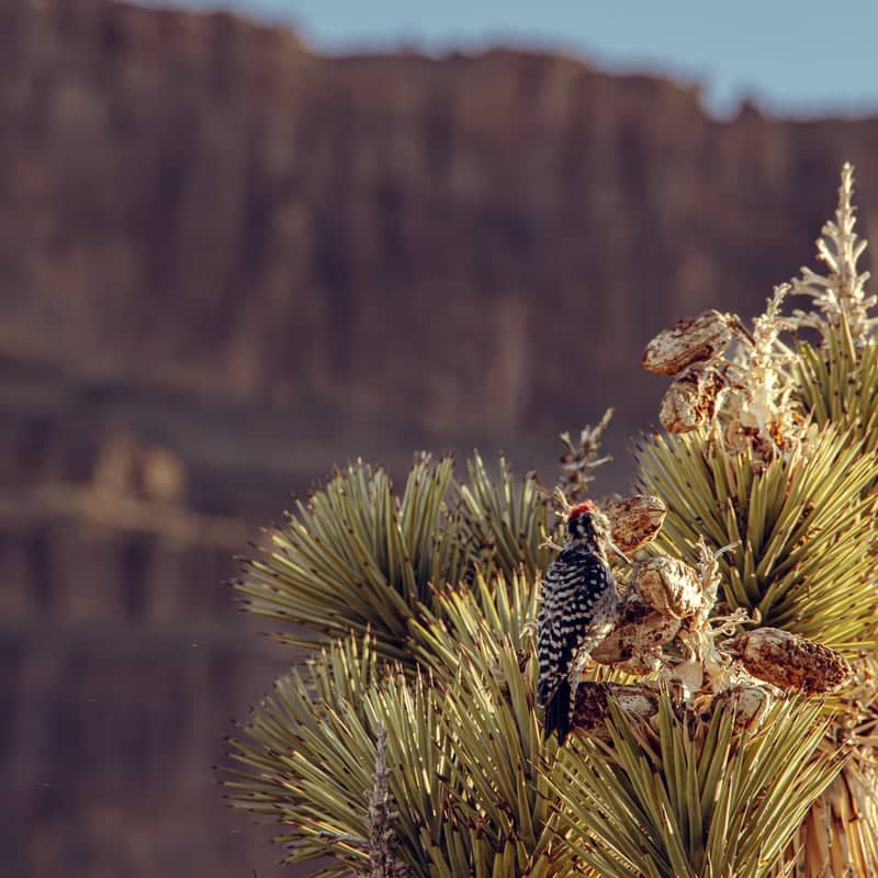 Grand Canyon Western Ranch - Image 2