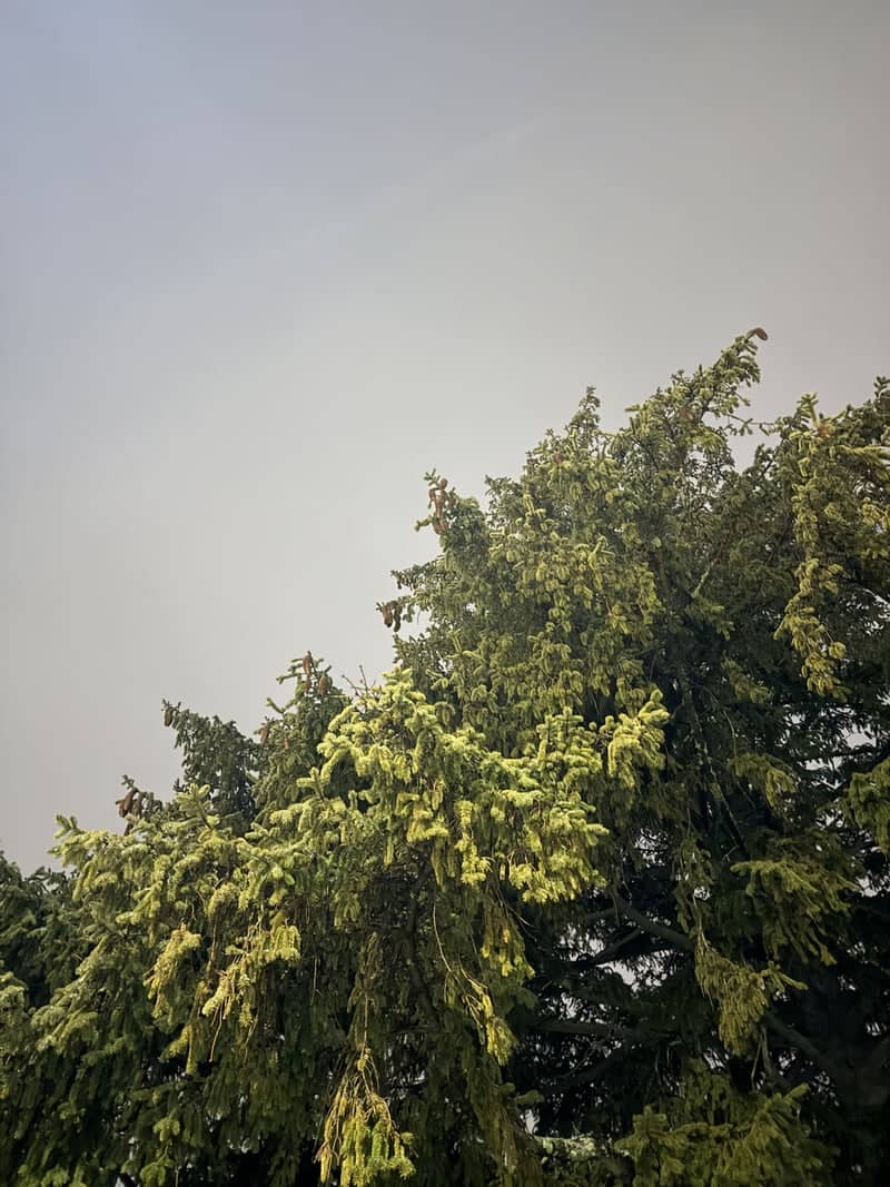 Main Street Spruce - Image 1