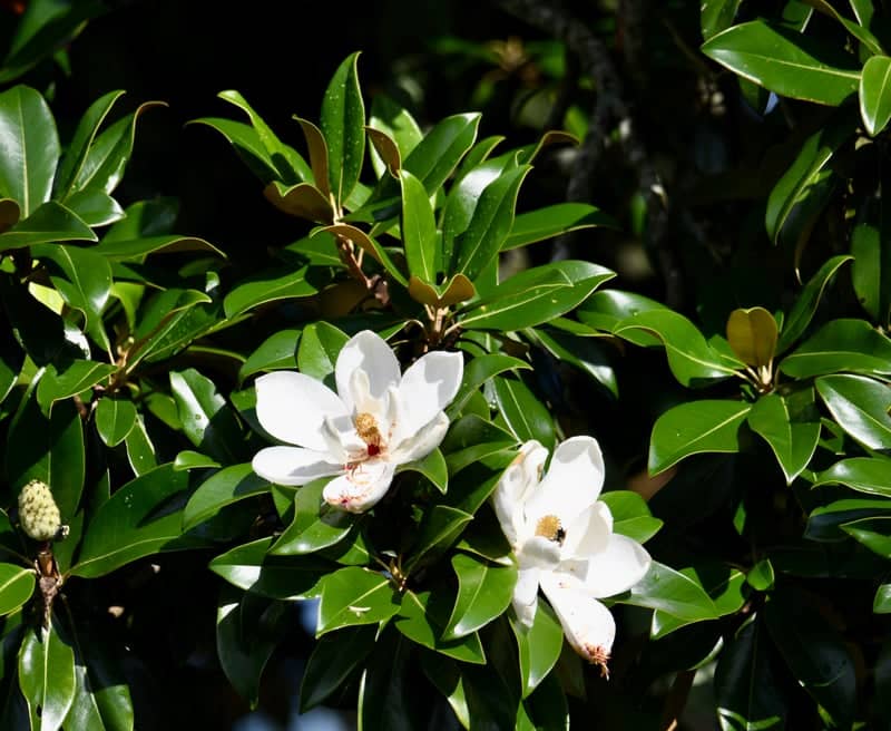 Magnolia Grove at Fort Donelson - Image 1
