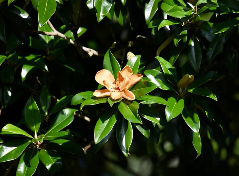 Dover Magnolia Grove - Image 1