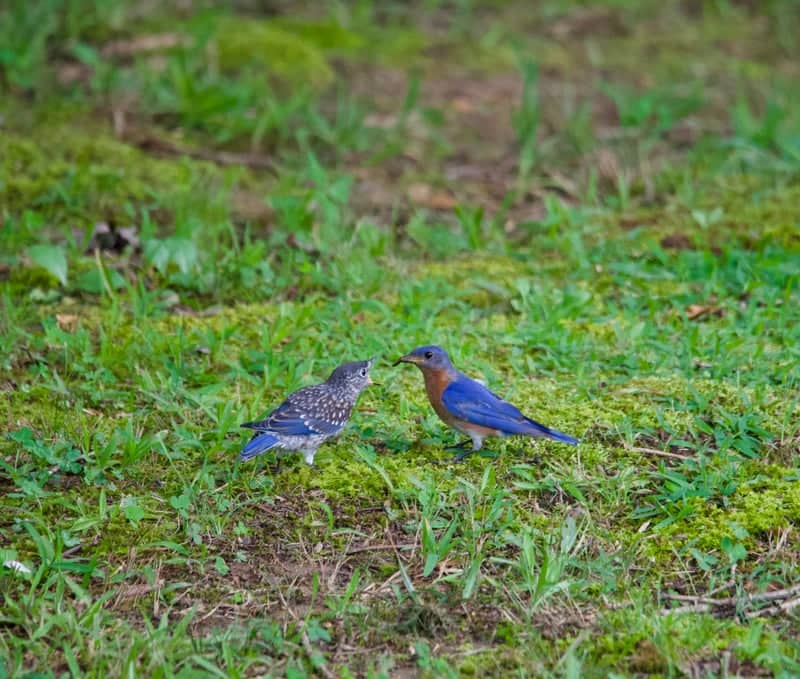 Paris Landing Area Woodlands - Image 1