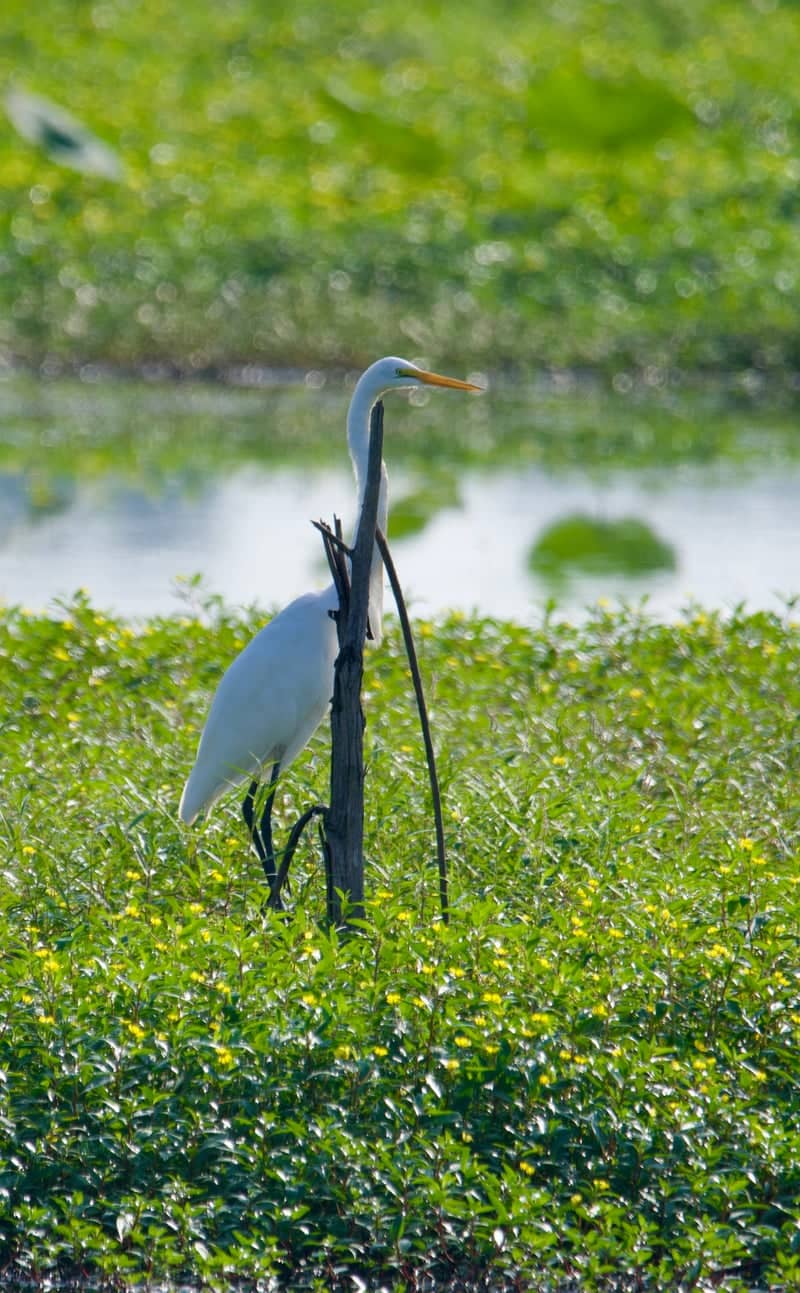 Tennessee National Wildlife Refuge - Big Sandy Unit - Image 5