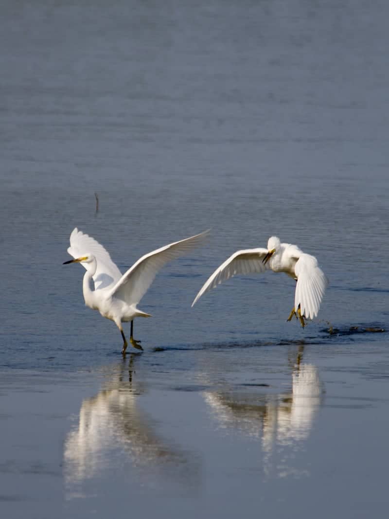 Tennessee National Wildlife Refuge - Big Sandy Unit - Image 1