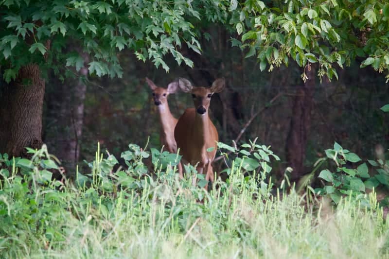 Point Pleasant Woods - Image 1