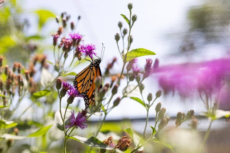 Heard Natural Science Museum & Wildlife Sanctuary - Image 1