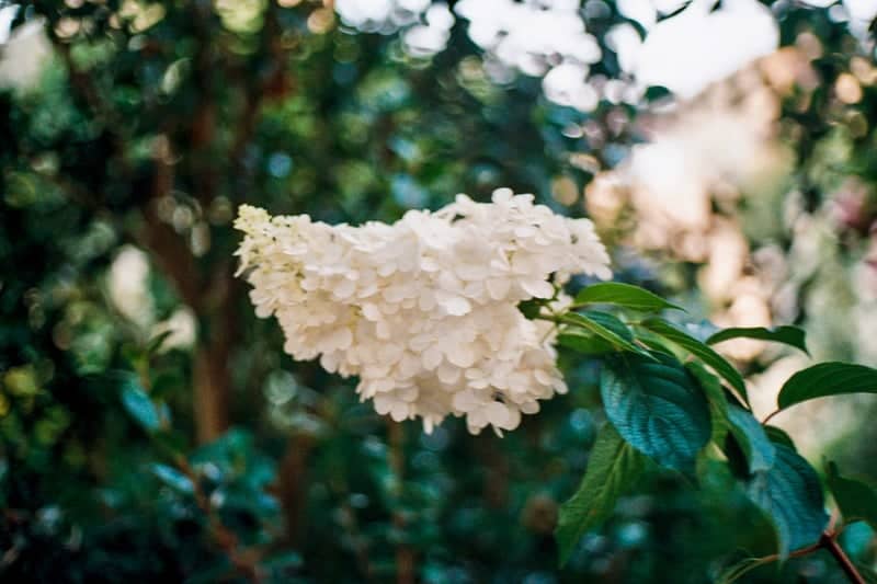 Loire Valley Garden Blooms - Image 1