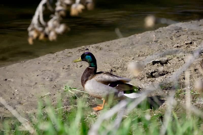 Weber Riverbank in Hooper - Image 1