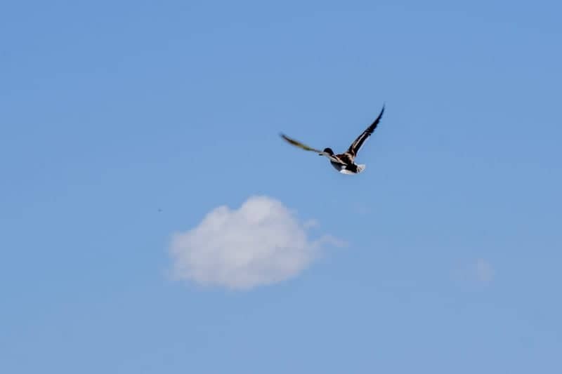 Hooper Wetlands - Image 1