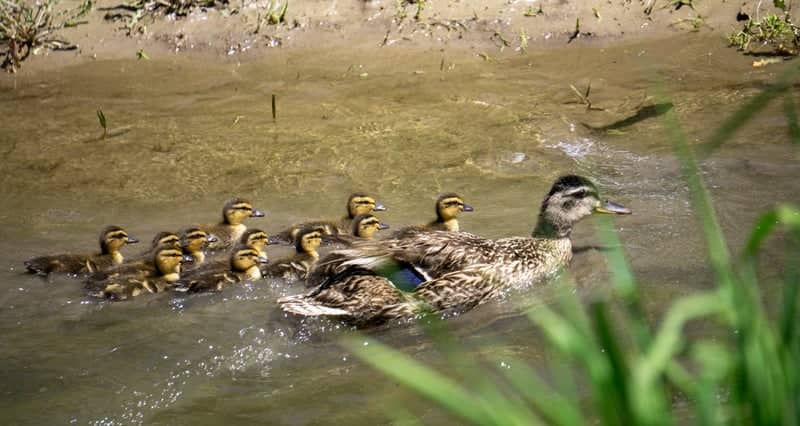 Howard Slough Wetlands - Image 1