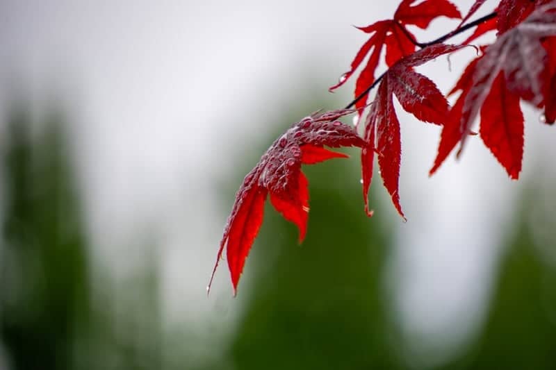 Hooper Autumn Foliage - Image 1
