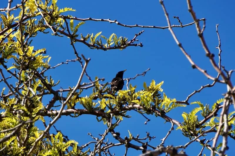 Hooper Birding Spot - Image 1