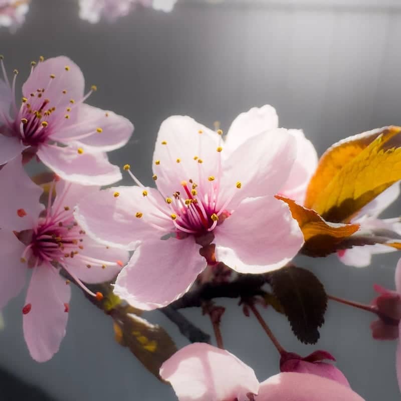 Hooper Spring Blossoms - Image 1