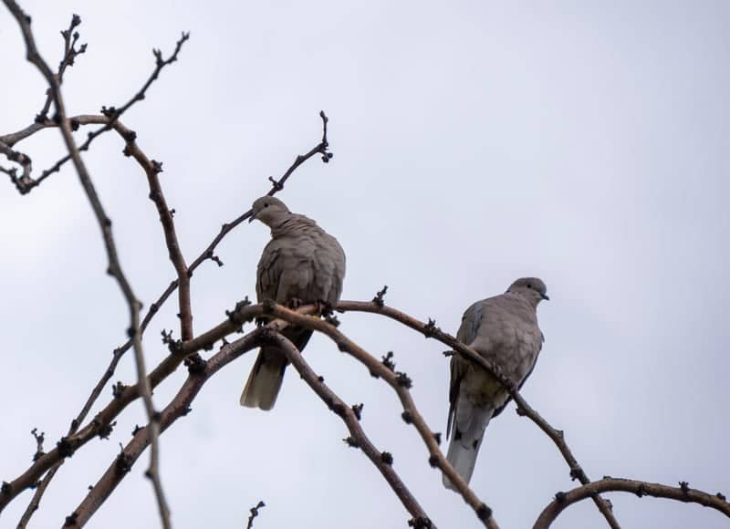 Hooper Wildlife Perch - Image 1