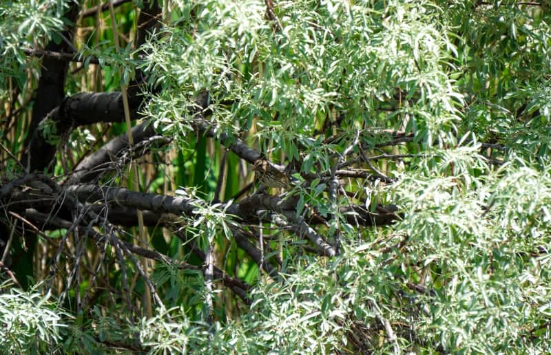 Howard Slough Waterfowl Management Area - Image 1