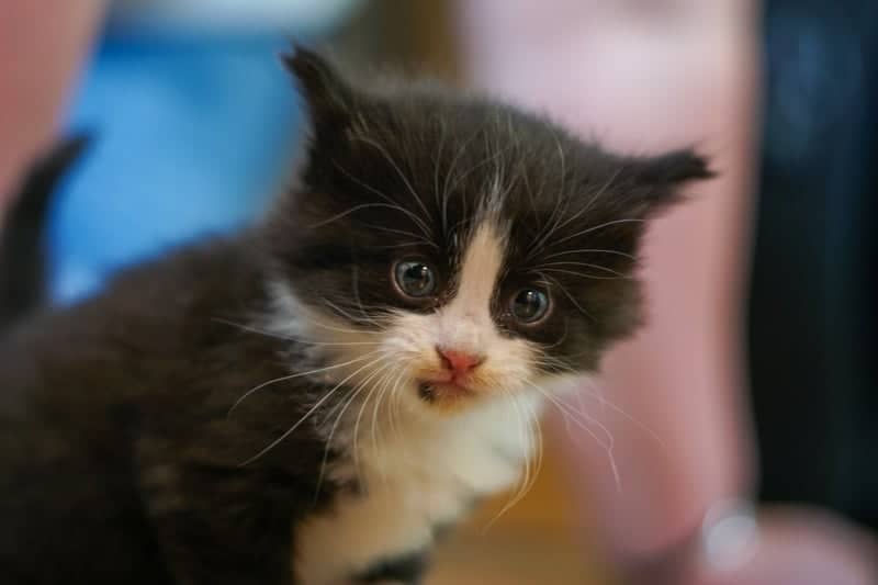 Malad City Pet Portrait Spot - Image 1