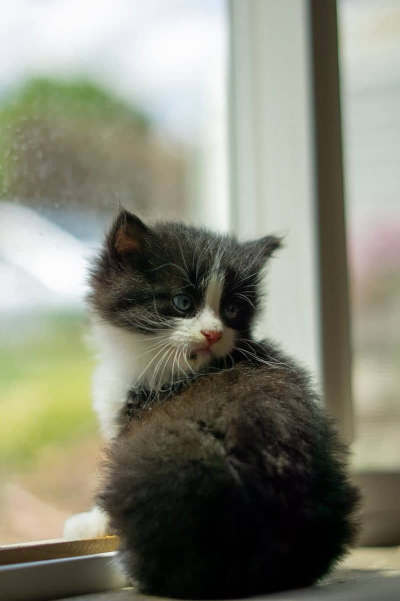Cozy Window Sill - Image 1
