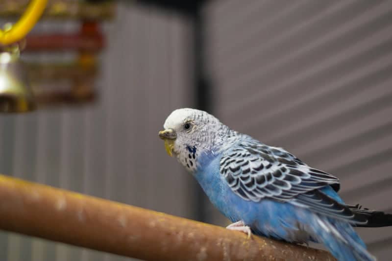 Indoor Budgie Portrait Spot - Image 1