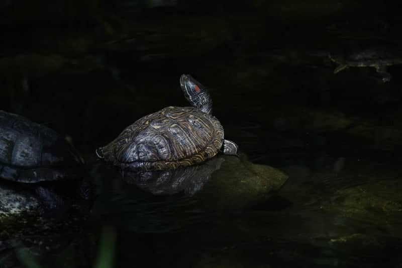 Azusa Foothill Pond - Image 1
