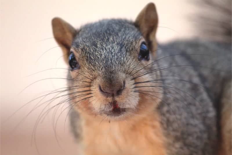 Foothill Boulevard Wildlife - Image 1