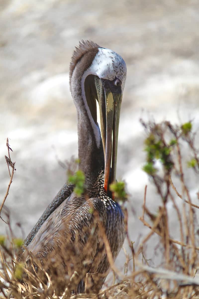 Oceanside Pier Coastal Wildlife - Image 1