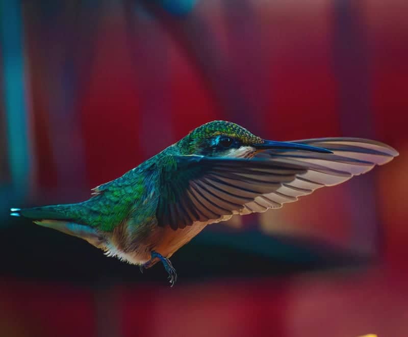 Mississauga Garden Wildlife - Image 1