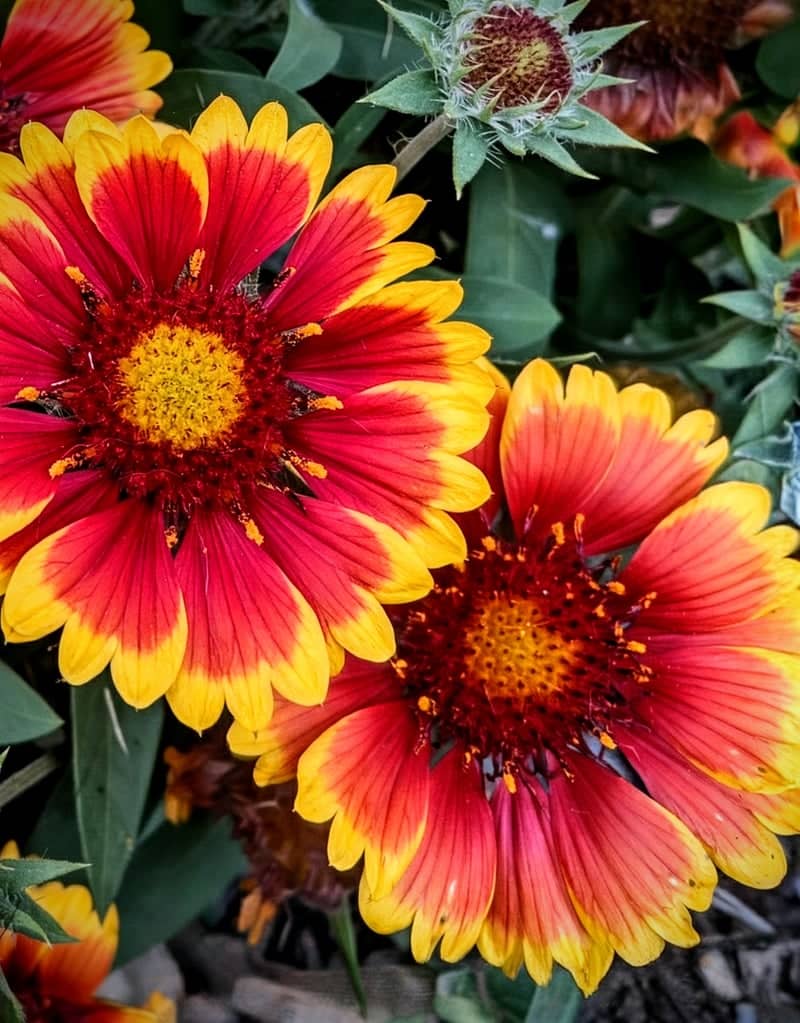 Crosby Garden Blooms - Image 1