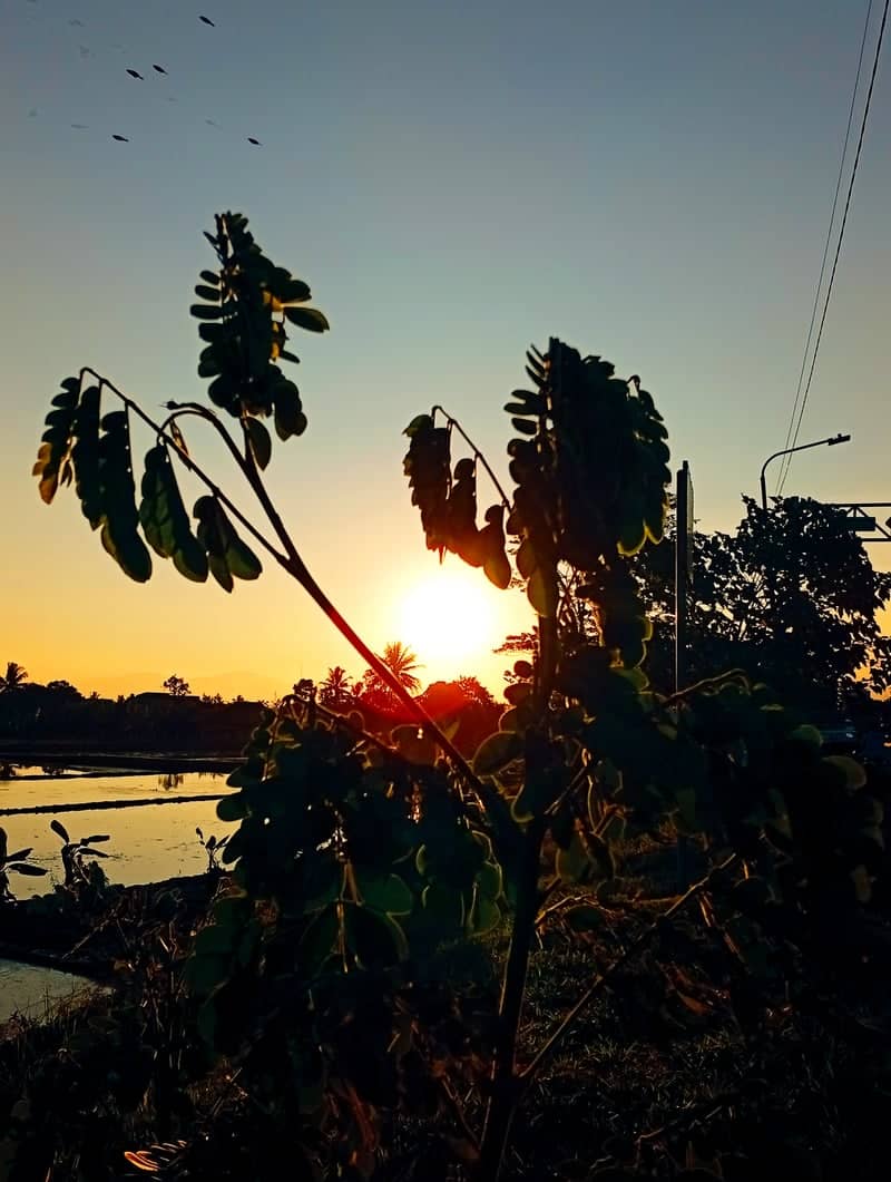 Sukabumi Rice Field Sunset - Image 1