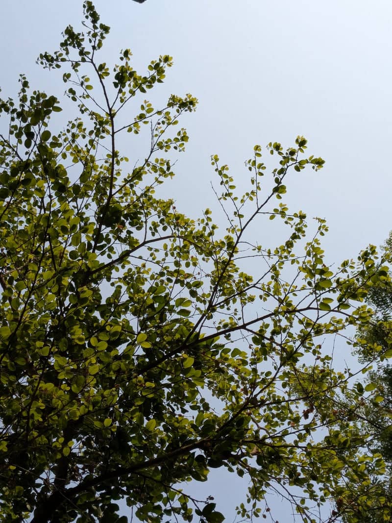 Aligarh Garden Canopy - Image 1