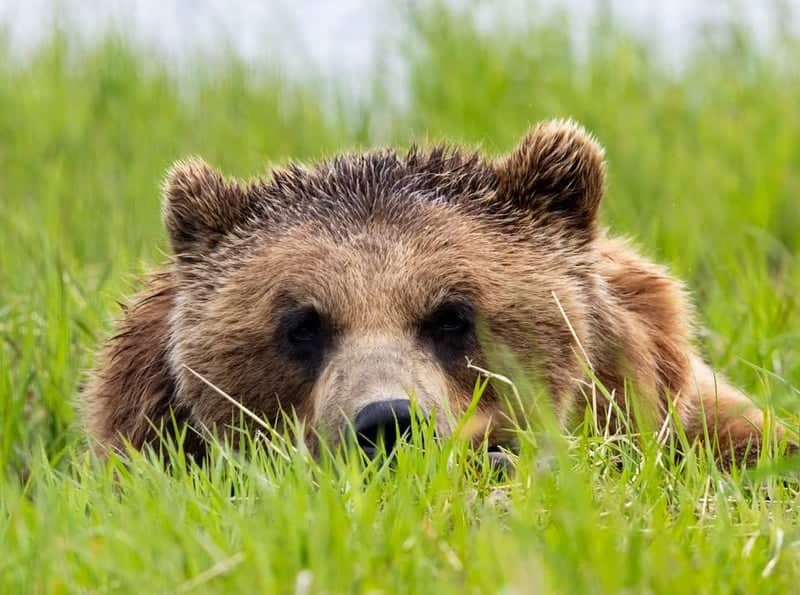 Girdwood Wildlife Viewing - Image 1