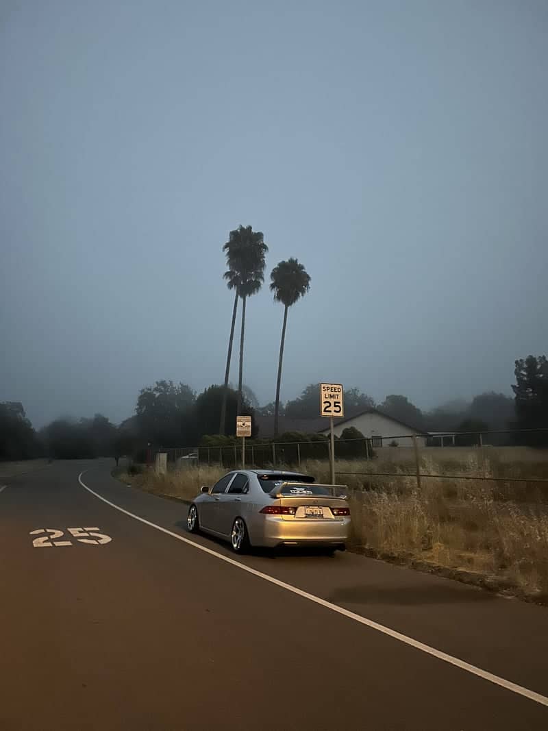 Windsor Palm Tree Roadside - Image 1