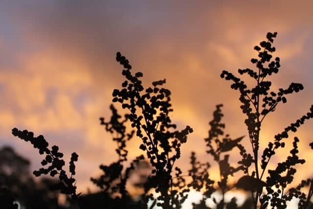 McLaren Vale Wine Region - Image 1