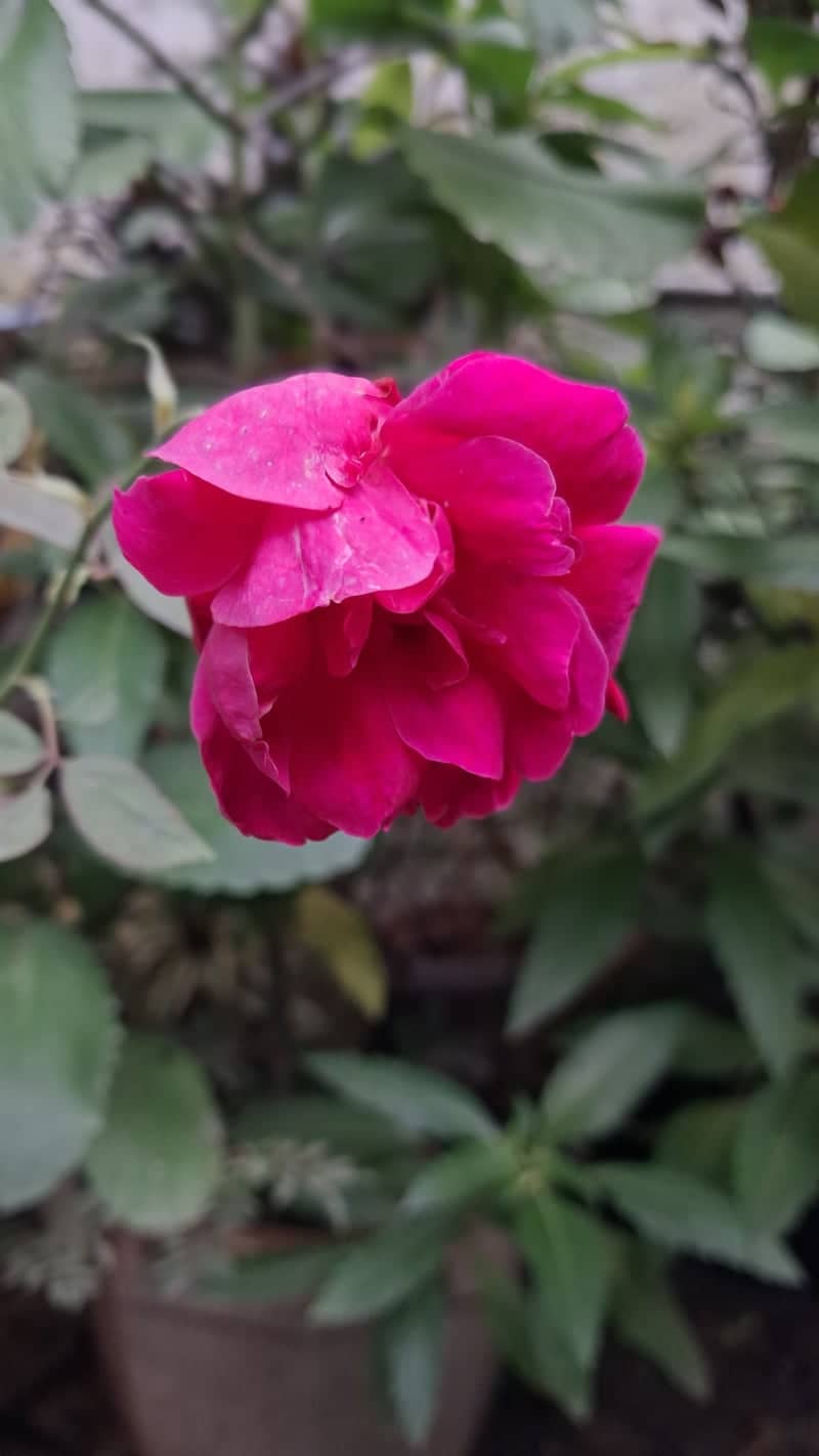 Ambikapur Garden Flora - Image 1