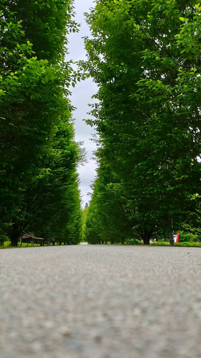 Sonderhofen Tree-Lined Alley - Image 1