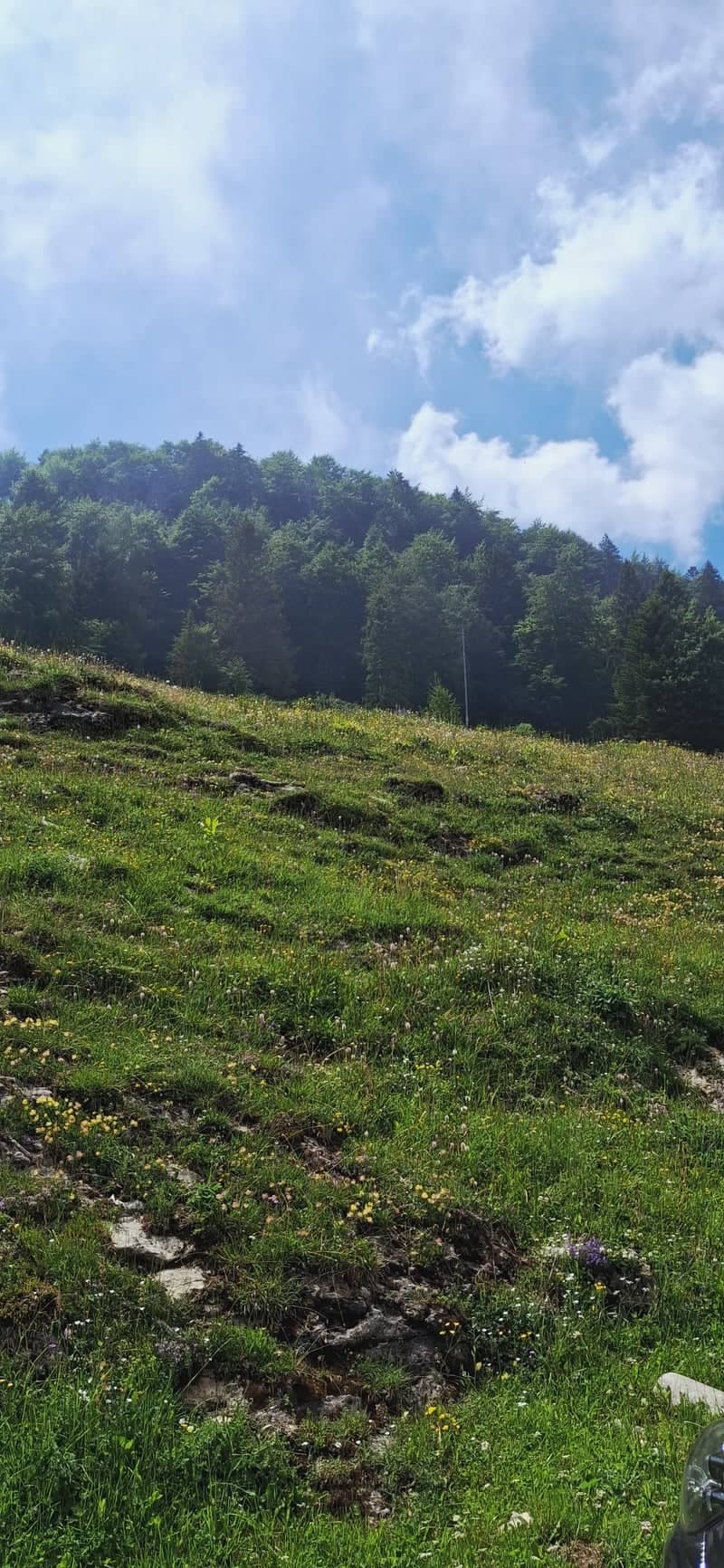Lavarone Alpine Meadow - Image 1