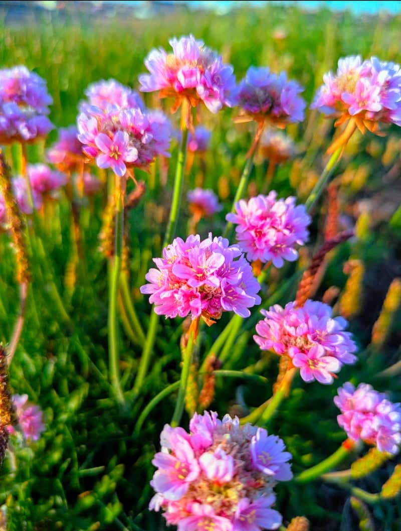 Barry Coastal Wildflowers - Image 1