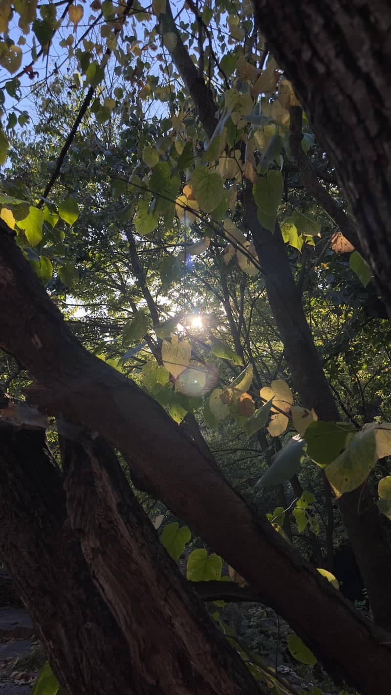 Split Rock Park Woods - Image 1