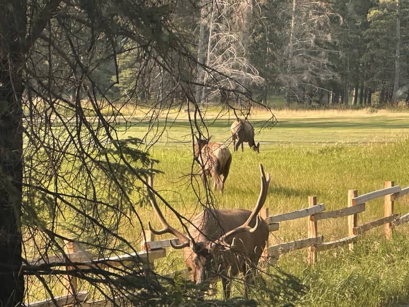 Kananaskis Country Wildlife Loop - Image 1