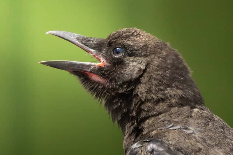Montana State University Wildlife Spot - Image 1