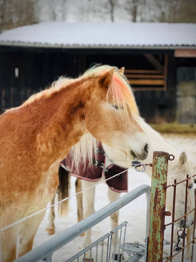 Stegaurach Equestrian Farm - Image 1