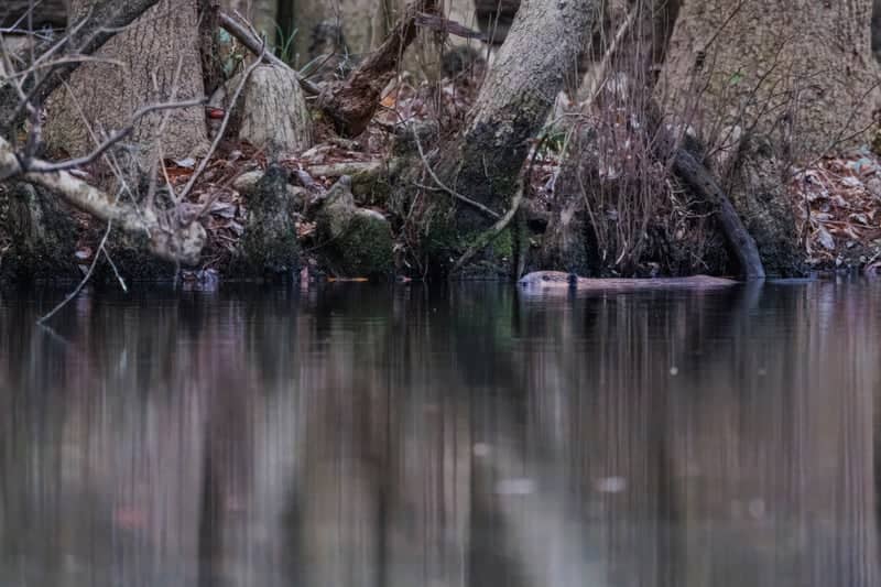 Congaree National Park - Image 1