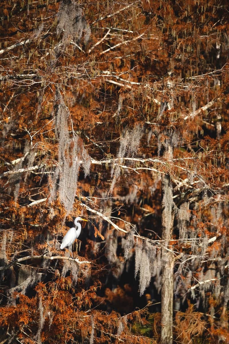 Greenfield Lake Park - Image 1