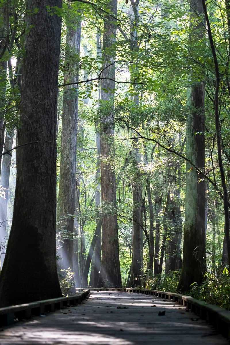 Congaree National Park Boardwalk - Image 1