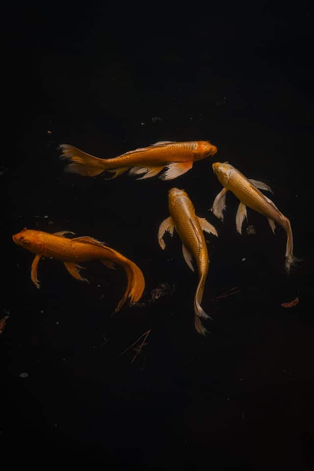 Akasaka Garden Koi Pond