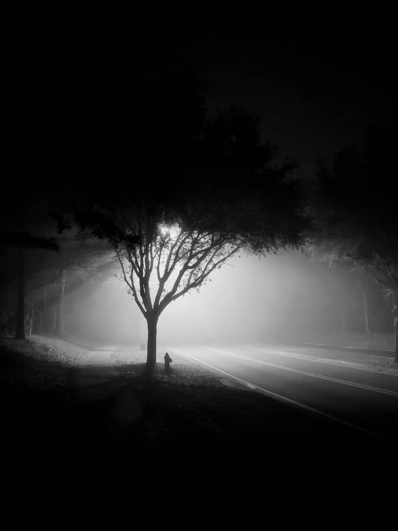 Foggy Ocala Streetscape - Image 1