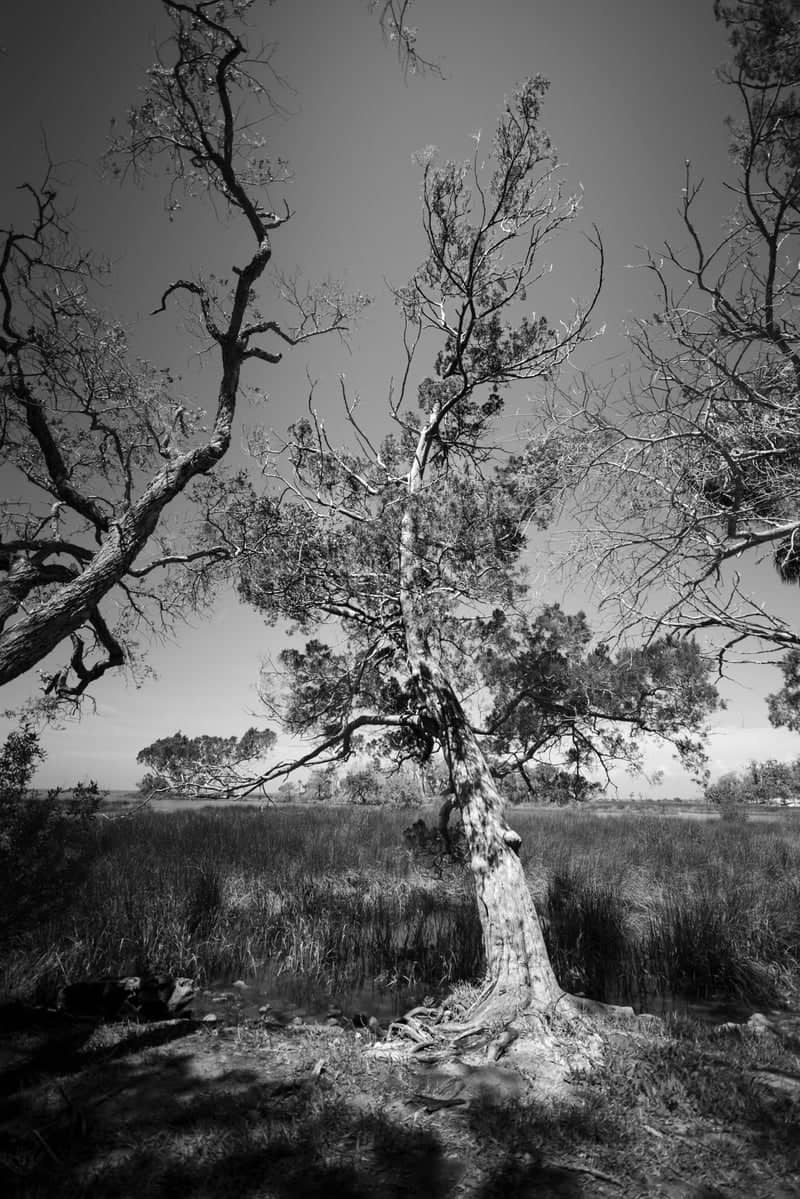 Withlacoochee Gulf Preserve Marsh - Image 1