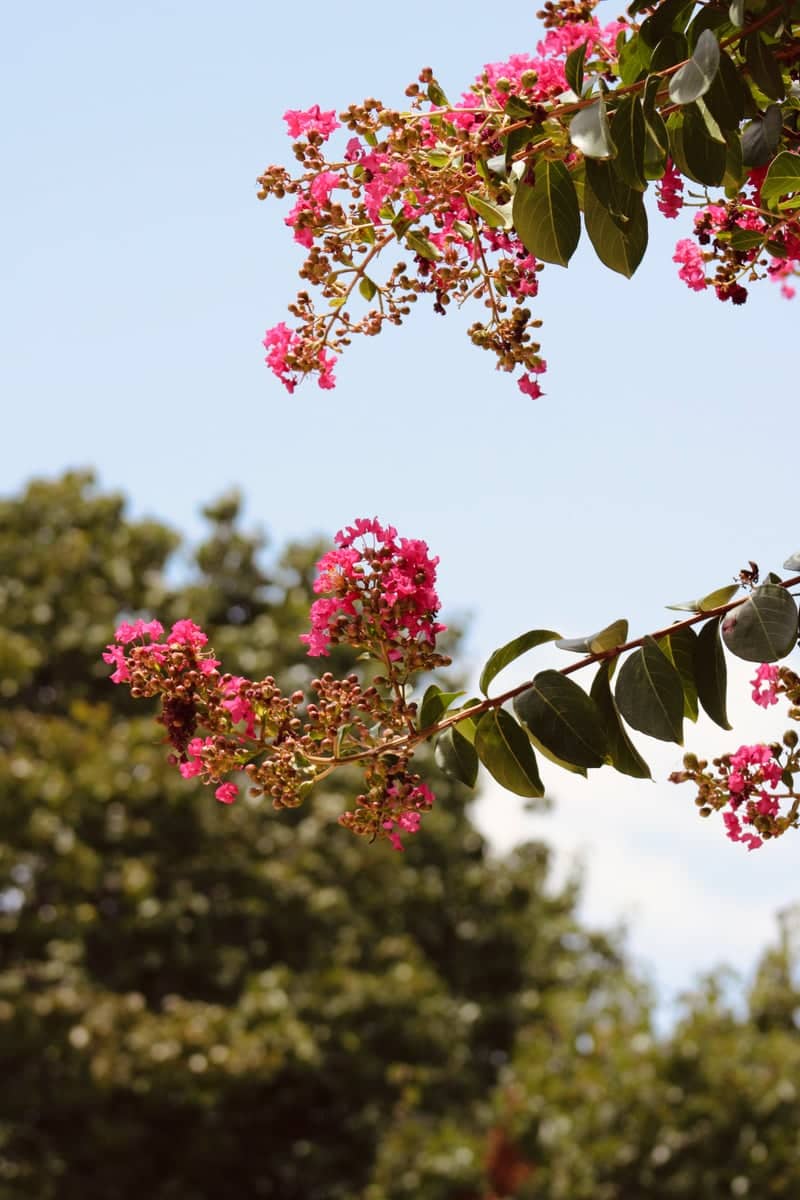 Waxahachie Garden Blooms - Image 1