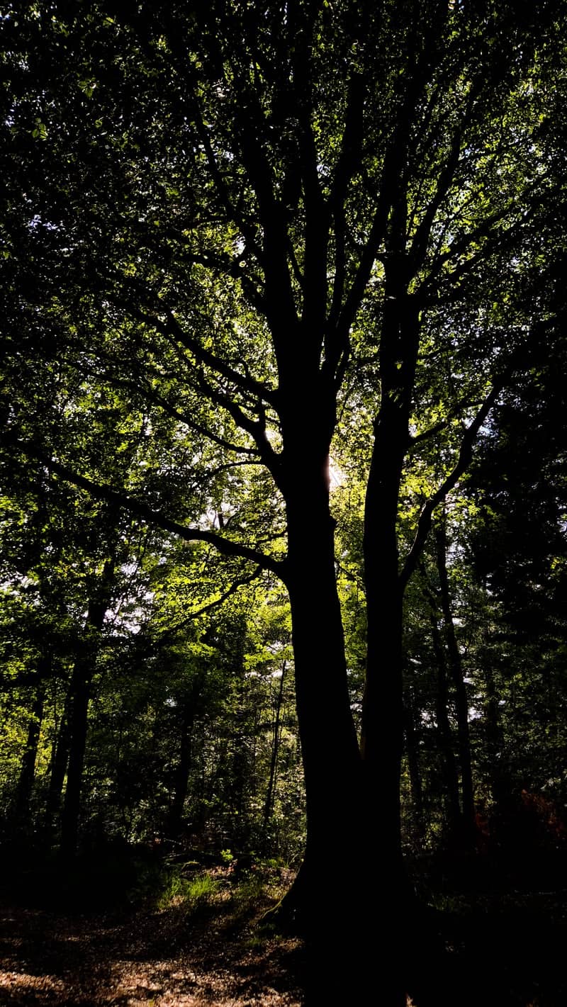 Rijsterbos Forest - Image 1